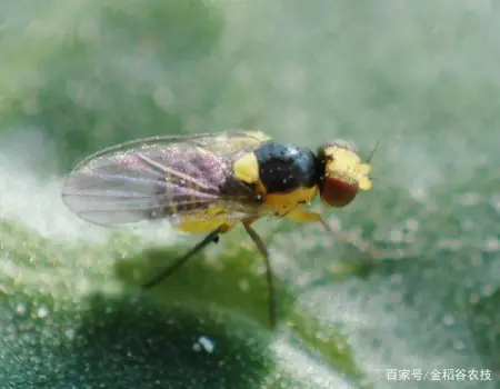 消之宝 消之宝